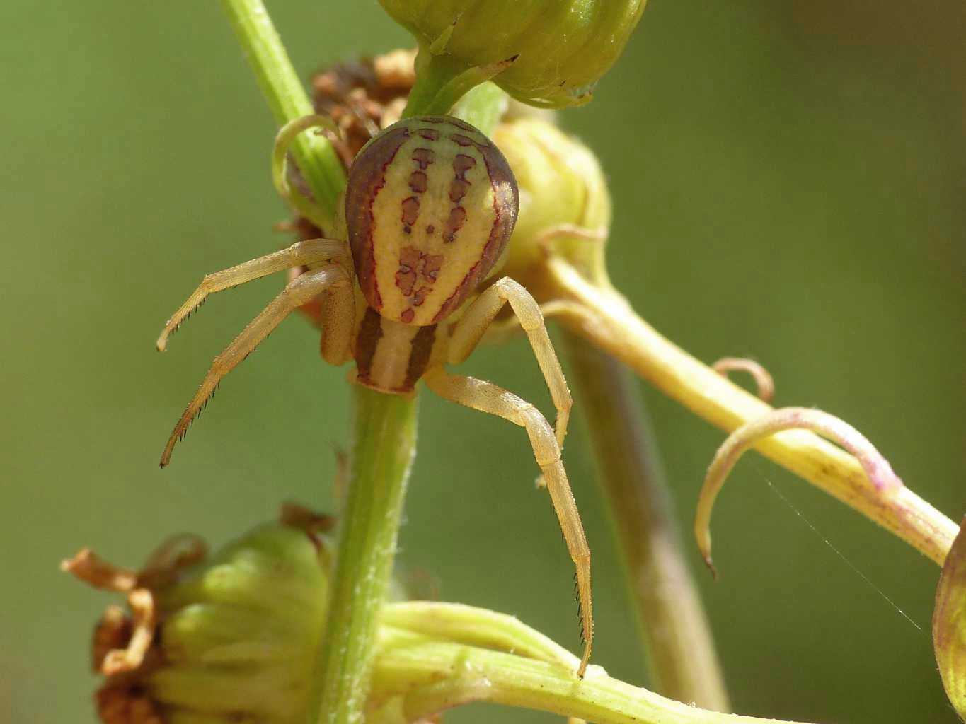 Runcinia grammica giallastra - S. Teresa Gallura (OT)